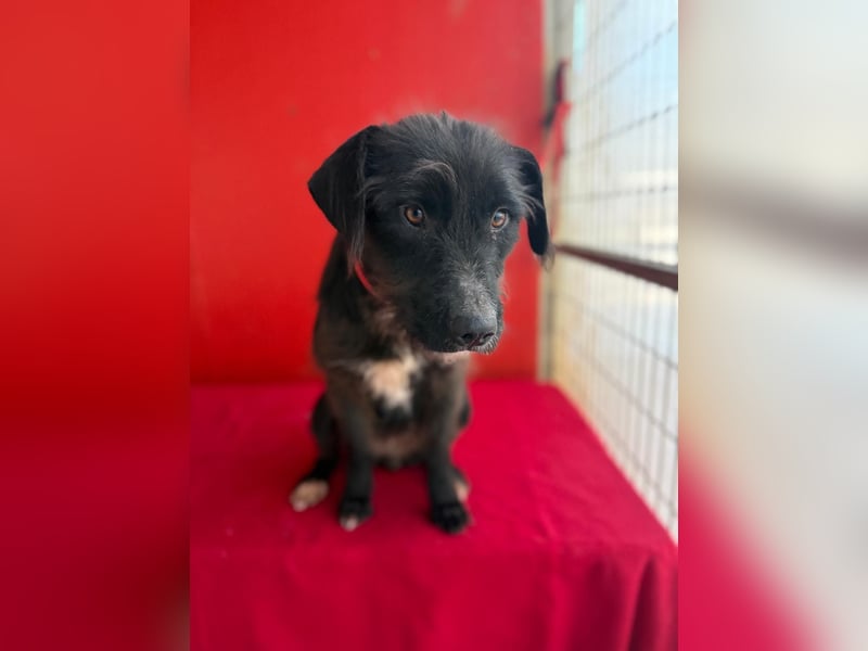 Darka, Schnauzer-Mix, Hündin, geb. am 01.05.2024, 43 cm