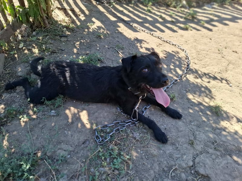 Kira, Schnauzer-Mix, Hündin, ca. 2 Jahre, ca. 40 cm