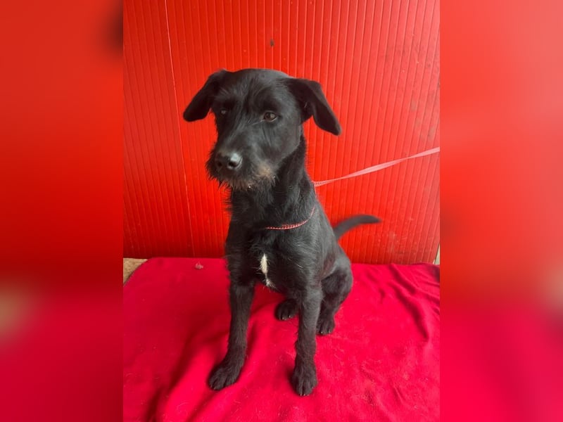 Kira, Schnauzer-Mix, Hündin, geb. am 01.09.2024, 42 cm