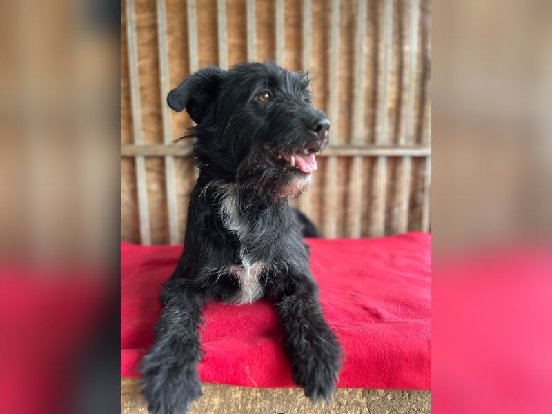 Bobby, Schnauzer-Mix, Rüde, geb. am 18.10.2023, ca. 45 cm