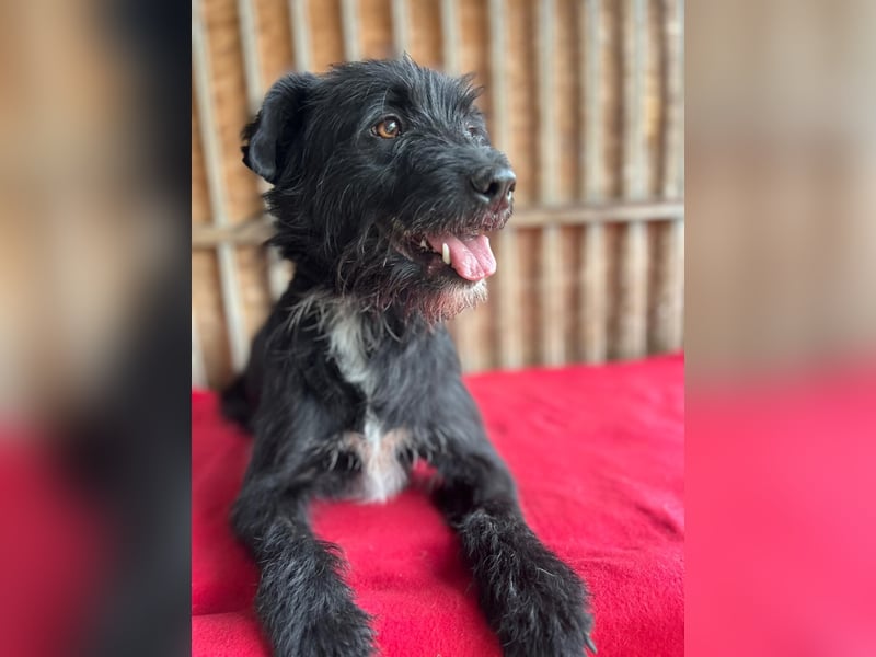 Bobby, Schnauzer-Mix, Rüde, geb. am 18.10.2023, ca. 45 cm