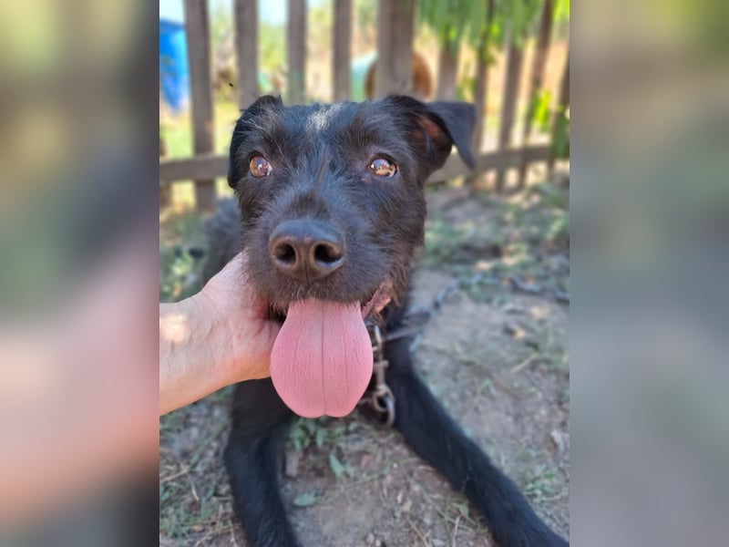 Kira, Schnauzer-Mix, Hündin, ca. 2 Jahre, ca. 40 cm