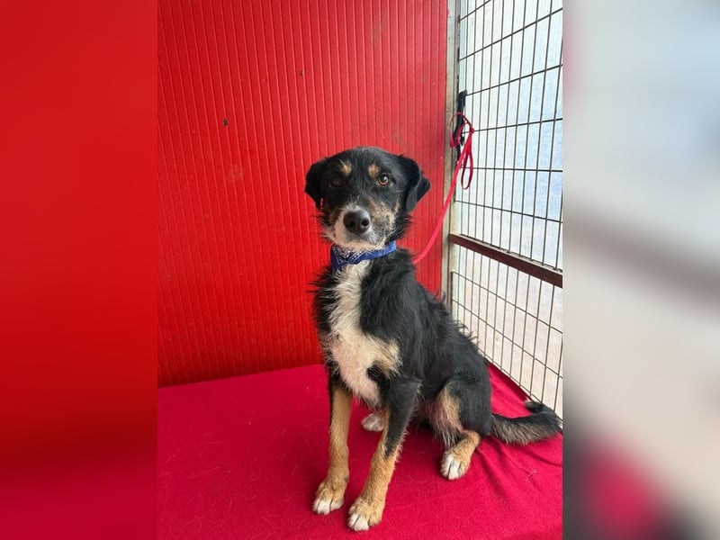 Milli, Schnauzer-Mix, Hündin, geb. am 16.10.2024, 43 cm, 14 kg