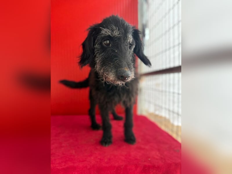 Betty, Schnauzer-Mix, Hündin, geb. am 10.11.2013, ca. 40 cm, 10 kg -Notfall- Betty, Schnauzer-Mix, Hündin, geb. am 10.11.2013, ca. 40 cm, 10 kg -Notfall-