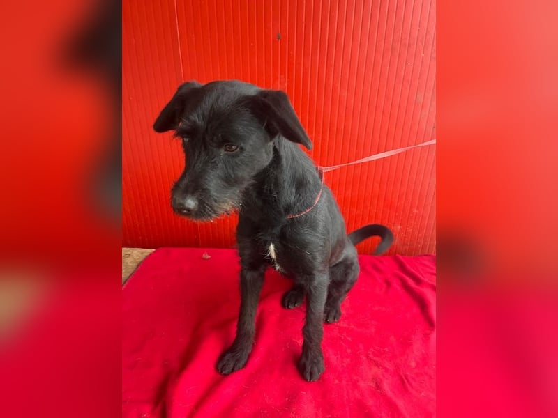 Kira, Schnauzer-Mix, Hündin, geb. am 01.09.2024, 42 cm