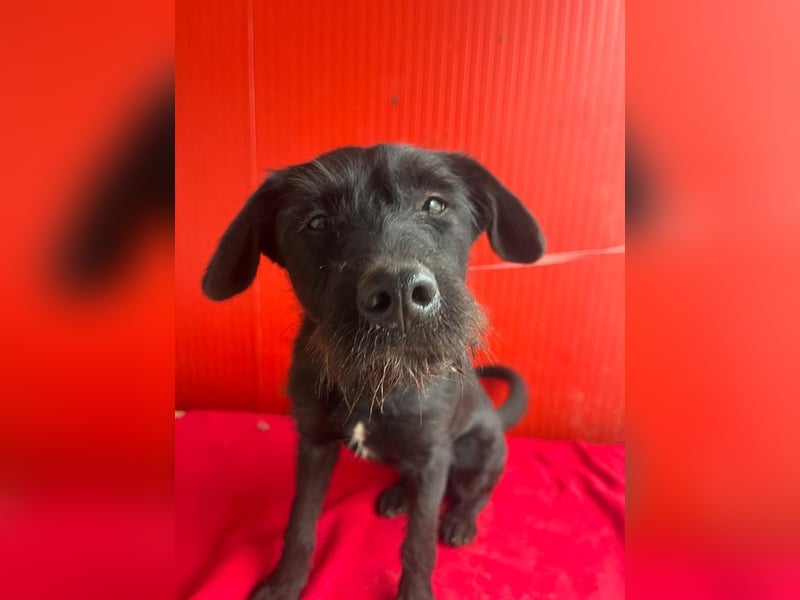 Kira, Schnauzer-Mix, Hündin, geb. am 01.09.2024, 42 cm