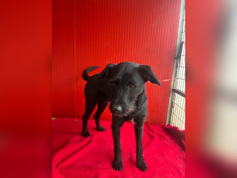 Kira, Schnauzer-Mix, Hündin, geb. am 01.09.2024, 42 cm