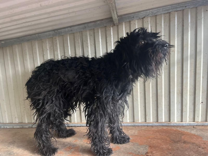 Luis, Schnauzer-Mix, geb. am 01.05.2024, 45 cm, 12 kg