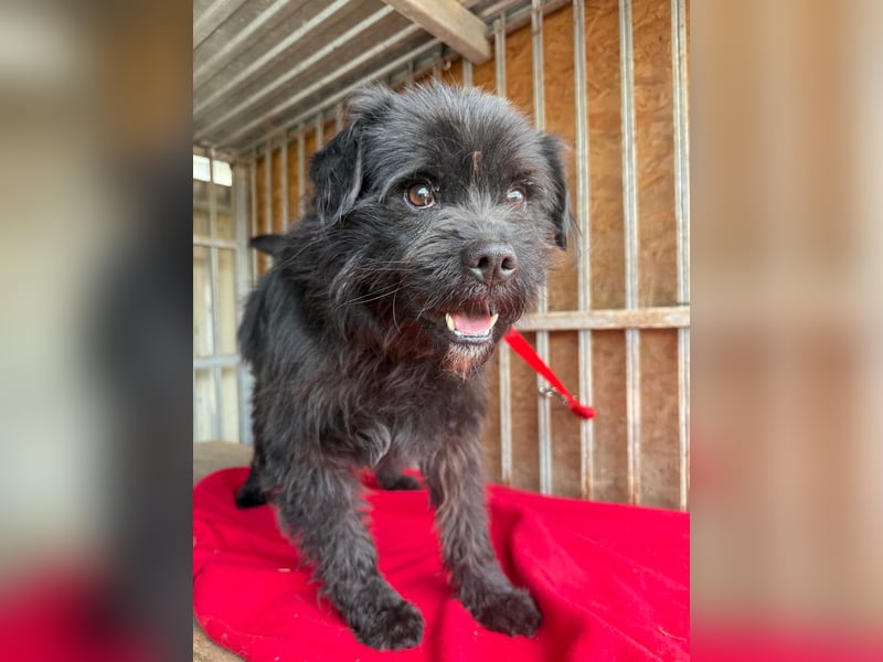 Lui, Schnauzer-Mix, Rüde, geb. am 15.03.2021, 43 cm