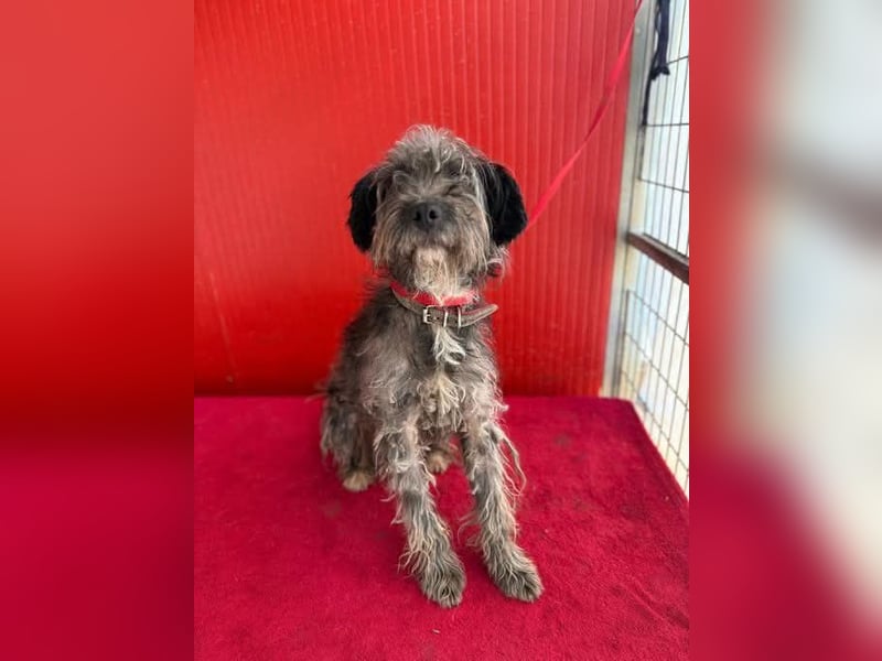 Snaki, Schnauzer-Mix, Rüde, geb. am 01.06.2023, 40 cm, 11 kg