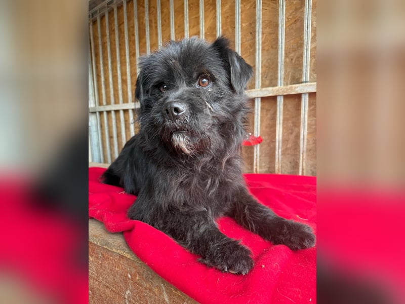Lui, Schnauzer-Mix, Rüde, geb. am 15.03.2021, 43 cm