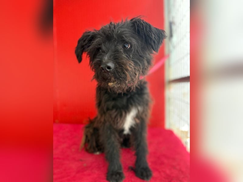 Willi, Schnauzer-Mix, Rüde, geb. am 18.01.2024, ca. 42 cm, 11 kg Willi, Schnauzer-Mix, Rüde, geb. am 18.01.2024, ca. 42 cm, 11 kg