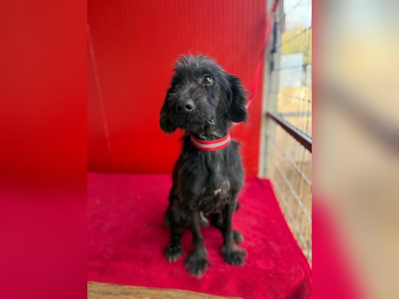 Miko, Schnauzer-Mix, Rüde, geb. ca. 2019, ca. 40 cm, 10 kg Miko, Schnauzer-Mix, Rüde, geb. ca. 2019, ca. 40 cm, 10 kg