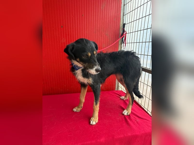 Milli, Schnauzer-Mix, Hündin, geb. am 16.10.2024, 43 cm, 14 kg