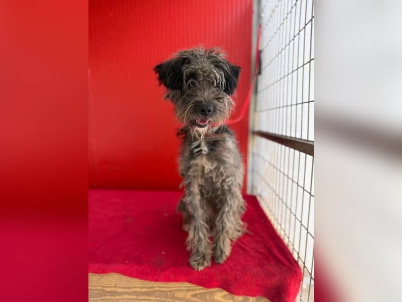 Snaki, Schnauzer-Mix, Rüde, geb. am 01.06.2023, 40 cm, 11 kg