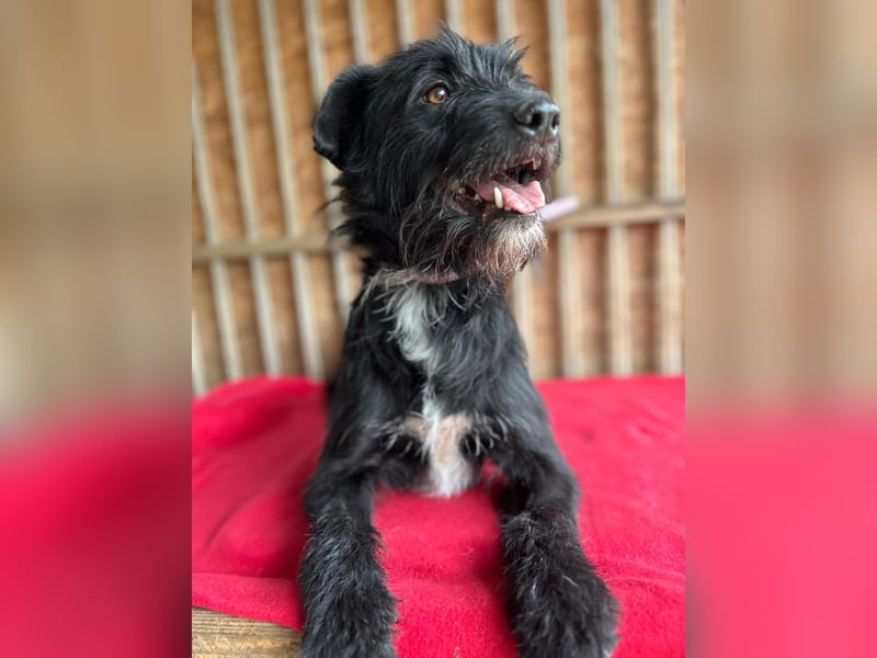 Bobby, Schnauzer-Mix, Rüde, geb. am 18.10.2023, ca. 45 cm