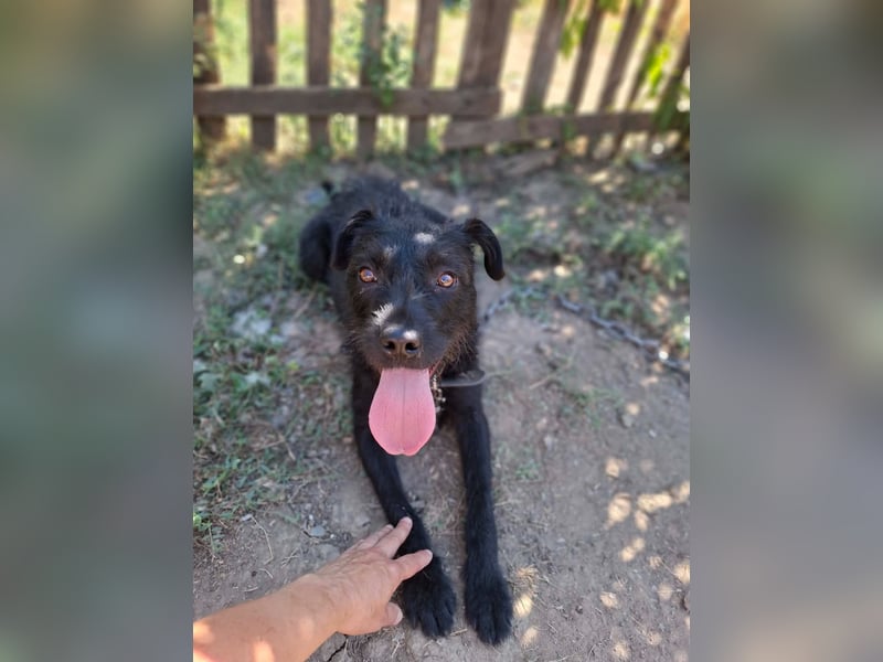 Kira, Schnauzer-Mix, Hündin, ca. 2 Jahre, ca. 40 cm