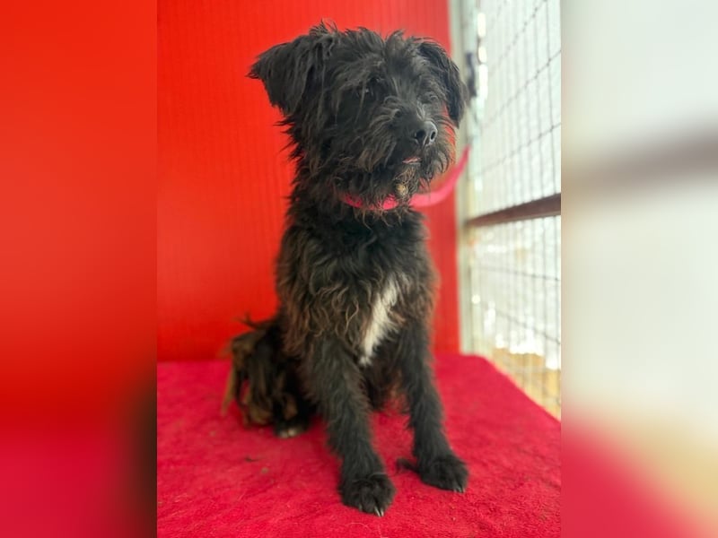 Willi, Schnauzer-Mix, Rüde, geb. am 18.01.2024, ca. 42 cm, 11 kg Willi, Schnauzer-Mix, Rüde, geb. am 18.01.2024, ca. 42 cm, 11 kg