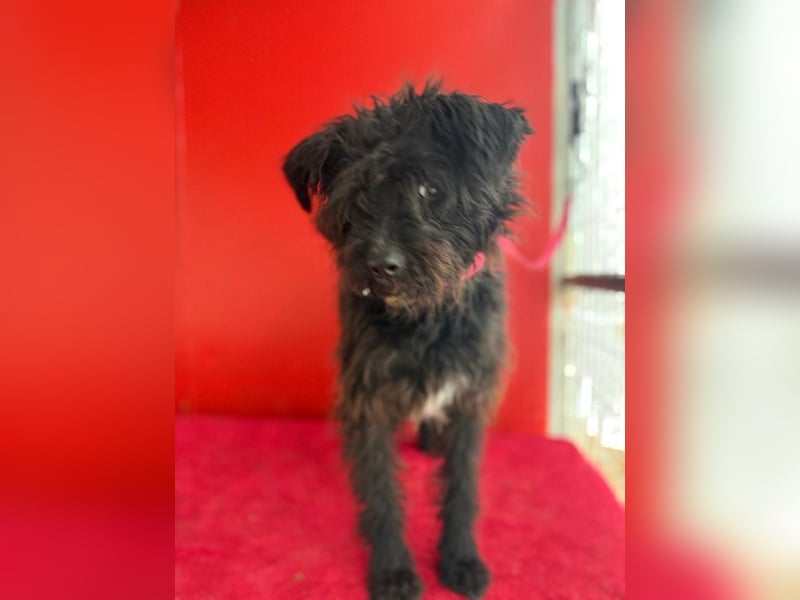 Willi, Schnauzer-Mix, Rüde, geb. am 18.01.2024, ca. 42 cm, 11 kg Willi, Schnauzer-Mix, Rüde, geb. am 18.01.2024, ca. 42 cm, 11 kg