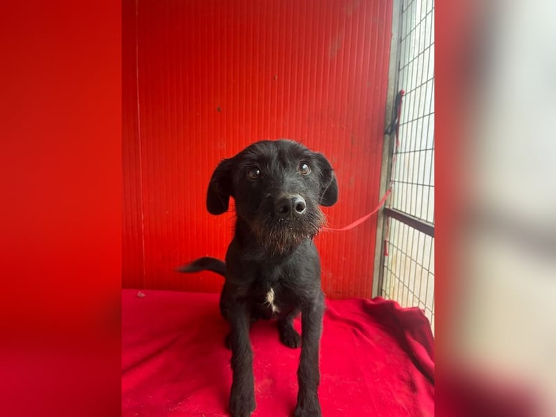 Kira, Schnauzer-Mix, Hündin, geb. am 01.09.2024, 42 cm