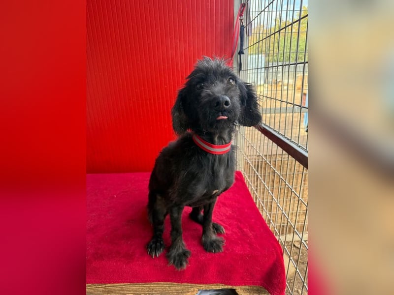 Miko, Schnauzer-Mix, Rüde, geb. ca. 2019, ca. 40 cm, 10 kg Miko, Schnauzer-Mix, Rüde, geb. ca. 2019, ca. 40 cm, 10 kg