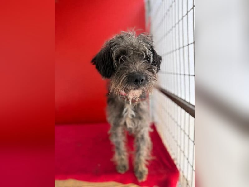 Snaki, Schnauzer-Mix, Rüde, geb. am 01.06.2023, 40 cm, 11 kg