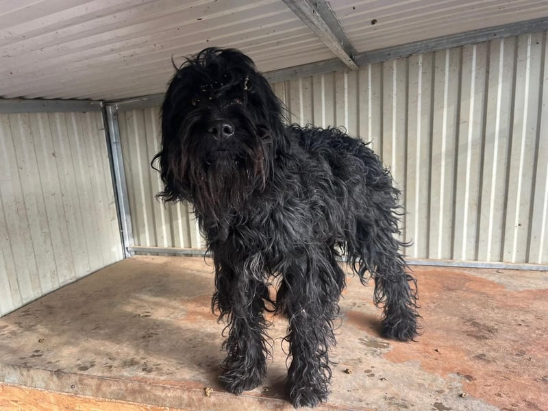 Luis, Schnauzer-Mix, geb. am 01.05.2024, 45 cm, 12 kg