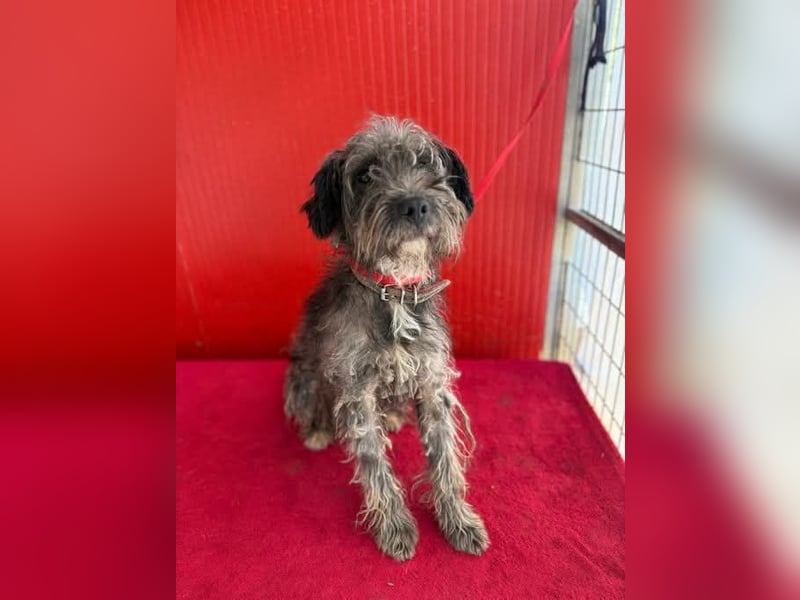 Snaki, Schnauzer-Mix, Rüde, geb. am 01.06.2023, 40 cm, 11 kg