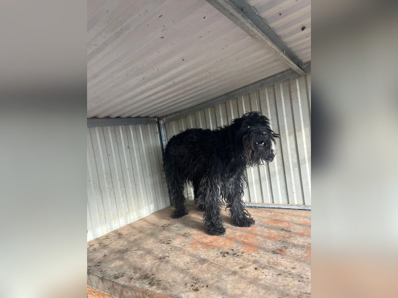 Luis, Schnauzer-Mix, geb. am 01.05.2024, 45 cm, 12 kg