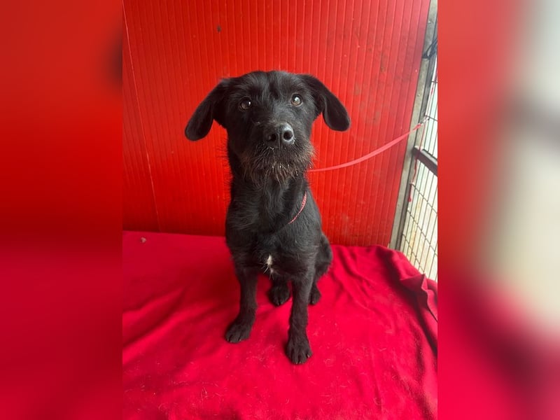 Kira, Schnauzer-Mix, Hündin, geb. am 01.09.2024, 42 cm