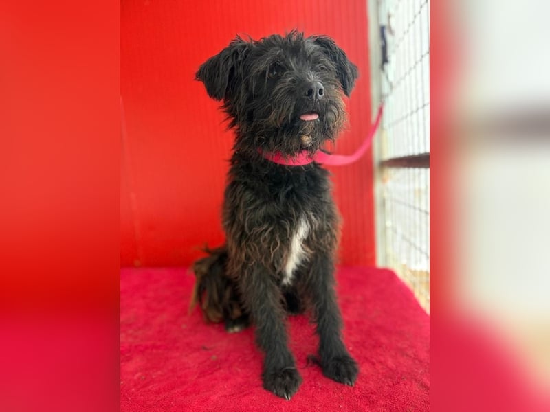 Willi, Schnauzer-Mix, Rüde, geb. am 18.01.2024, ca. 42 cm, 11 kg Willi, Schnauzer-Mix, Rüde, geb. am 18.01.2024, ca. 42 cm, 11 kg