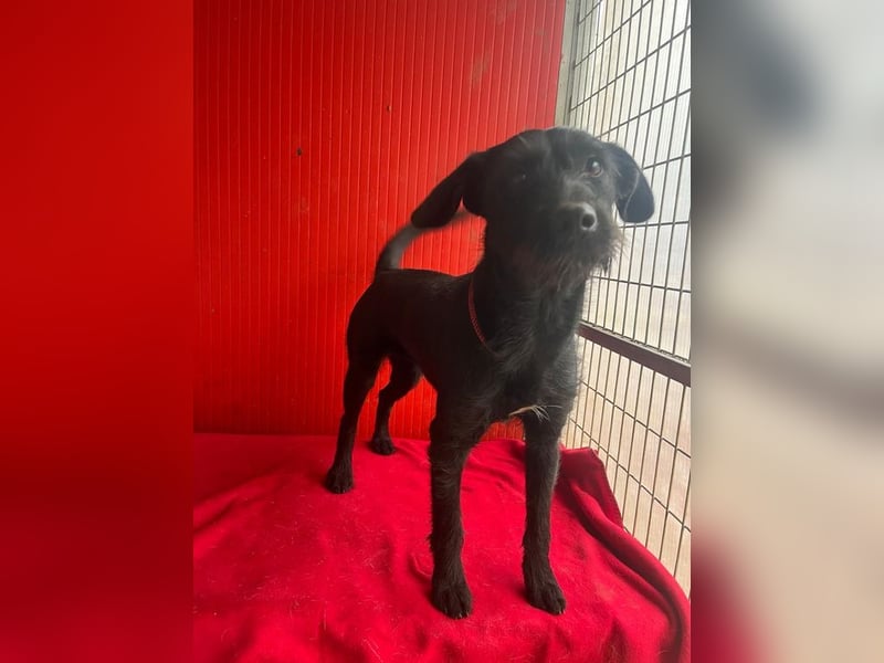 Kira, Schnauzer-Mix, Hündin, geb. am 01.09.2024, 42 cm