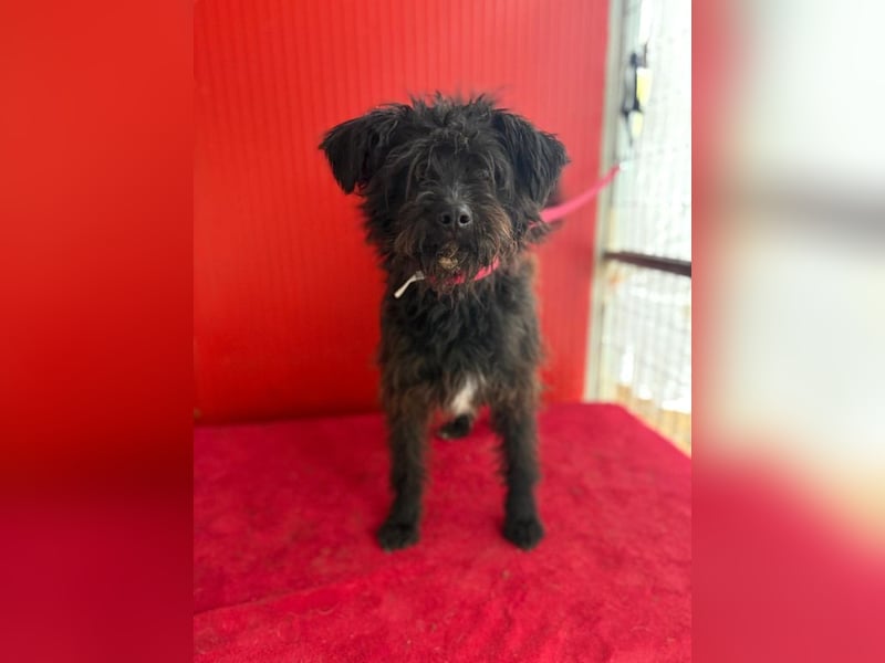 Willi, Schnauzer-Mix, Rüde, geb. am 18.01.2024, ca. 42 cm, 11 kg Willi, Schnauzer-Mix, Rüde, geb. am 18.01.2024, ca. 42 cm, 11 kg