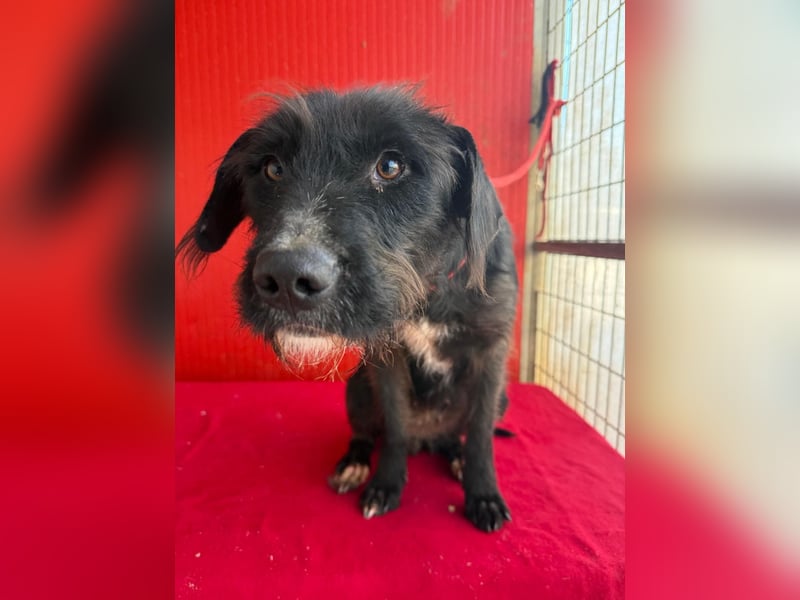 Darka, Schnauzer-Mix, Hündin, geb. am 01.05.2024, 43 cm