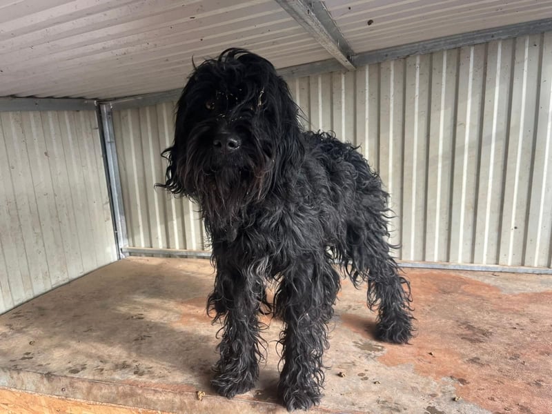 Luis, Schnauzer-Mix, geb. am 01.05.2024, 45 cm, 12 kg