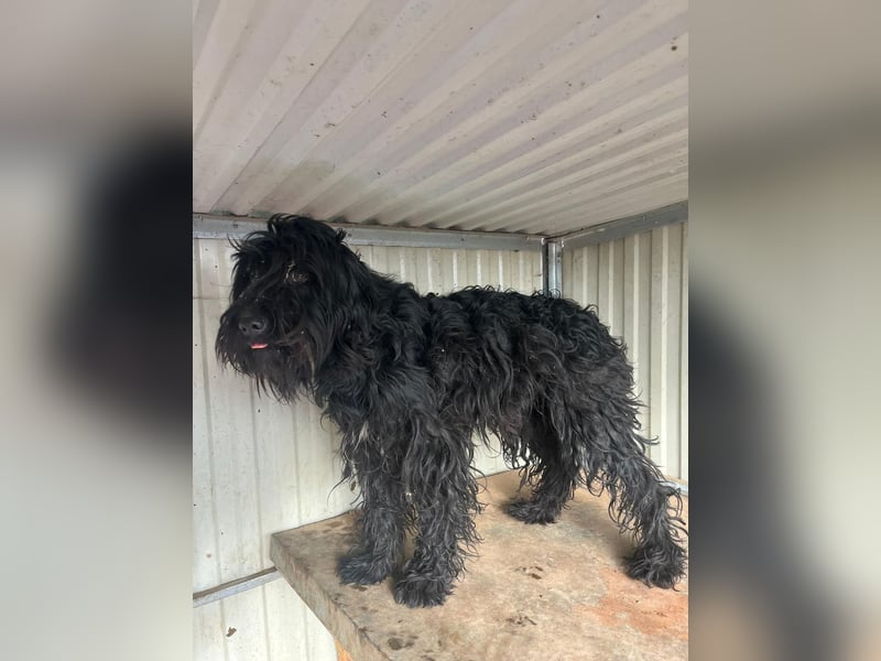 Luis, Schnauzer-Mix, geb. am 01.05.2024, 45 cm, 12 kg