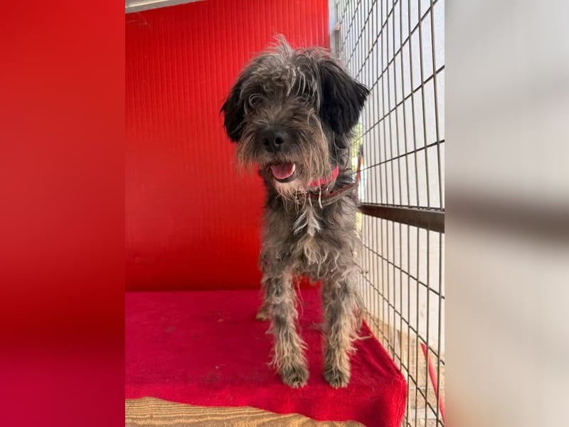 Snaki, Schnauzer-Mix, Rüde, geb. am 01.06.2023, 40 cm, 11 kg