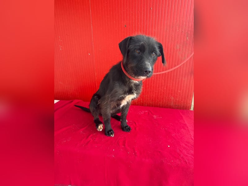 Darka, Schnauzer-Mix, Hündin, geb. am 01.05.2024, 43 cm
