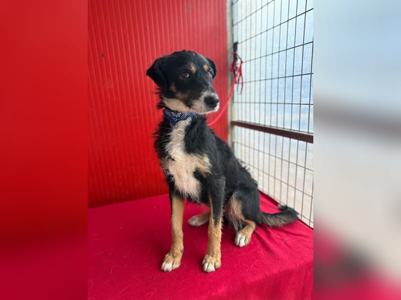 Milli, Schnauzer-Mix, Hündin, geb. am 16.10.2024, 43 cm, 14 kg