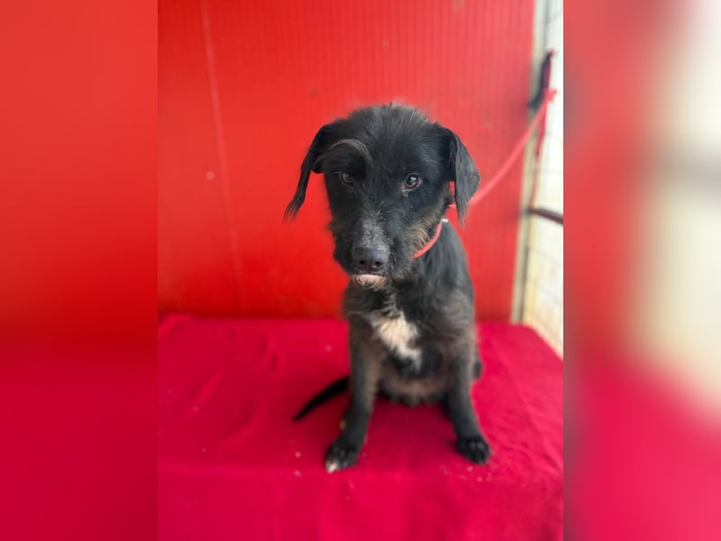 Darka, Schnauzer-Mix, Hündin, geb. am 01.05.2024, 43 cm