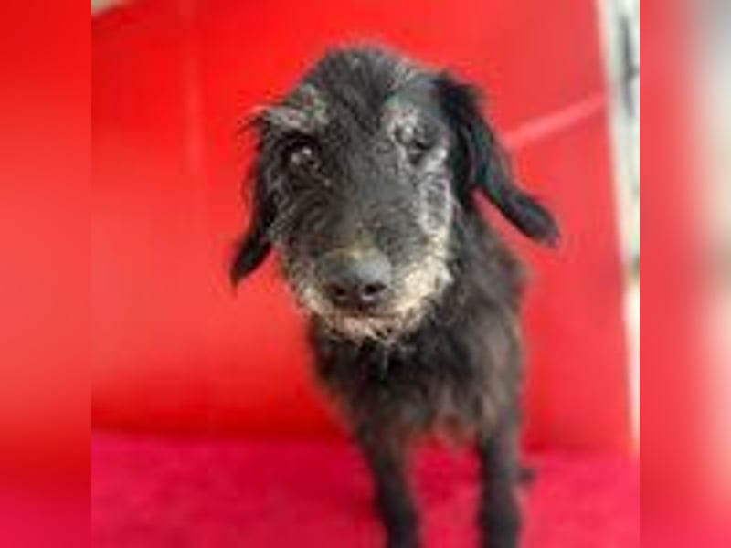 Betty, Schnauzer-Mix, Hündin, geb. am 10.11.2013, ca. 40 cm, 10 kg -Notfall- Betty, Schnauzer-Mix, Hündin, geb. am 10.11.2013, ca. 40 cm, 10 kg -Notfall-