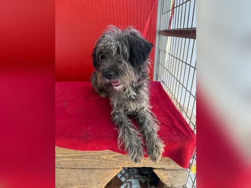 Snaki, Schnauzer-Mix, Rüde, geb. am 01.06.2023, 40 cm, 11 kg