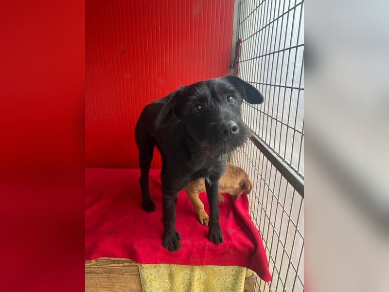 Kira, Schnauzer-Mix, Hündin, geb. am 01.09.2024, 42 cm