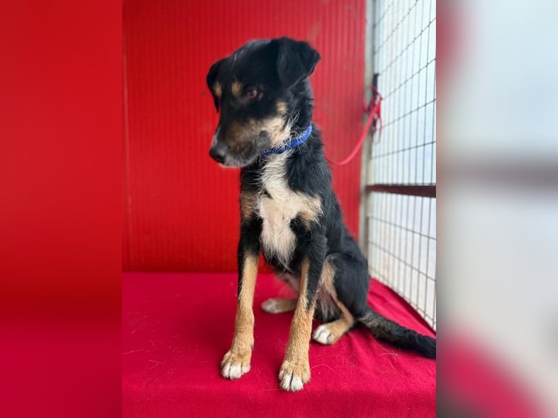 Milli, Schnauzer-Mix, Hündin, geb. am 16.10.2024, 43 cm, 14 kg