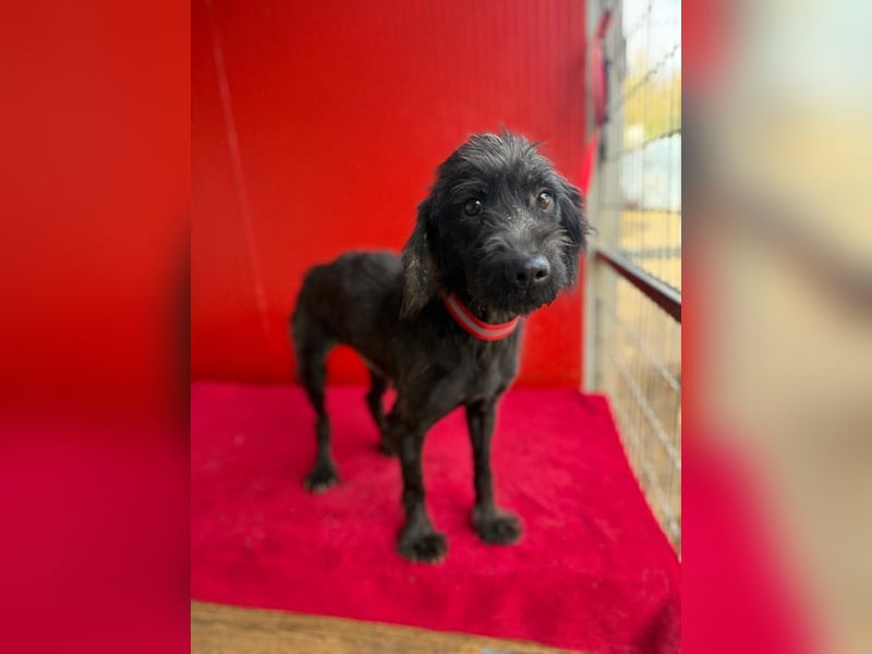 Miko, Schnauzer-Mix, Rüde, geb. ca. 2019, ca. 40 cm, 10 kg Miko, Schnauzer-Mix, Rüde, geb. ca. 2019, ca. 40 cm, 10 kg