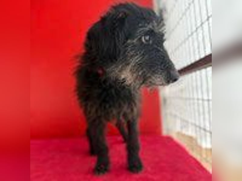 Betty, Schnauzer-Mix, Hündin, geb. am 10.11.2013, ca. 40 cm, 10 kg -Notfall- Betty, Schnauzer-Mix, Hündin, geb. am 10.11.2013, ca. 40 cm, 10 kg -Notfall-