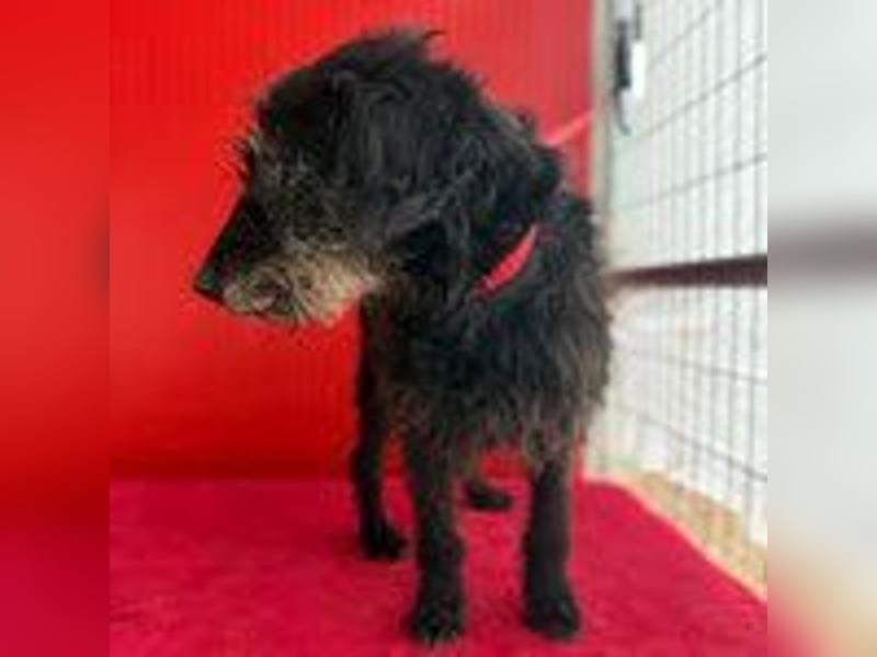 Betty, Schnauzer-Mix, Hündin, geb. am 10.11.2013, ca. 40 cm, 10 kg -Notfall- Betty, Schnauzer-Mix, Hündin, geb. am 10.11.2013, ca. 40 cm, 10 kg -Notfall-