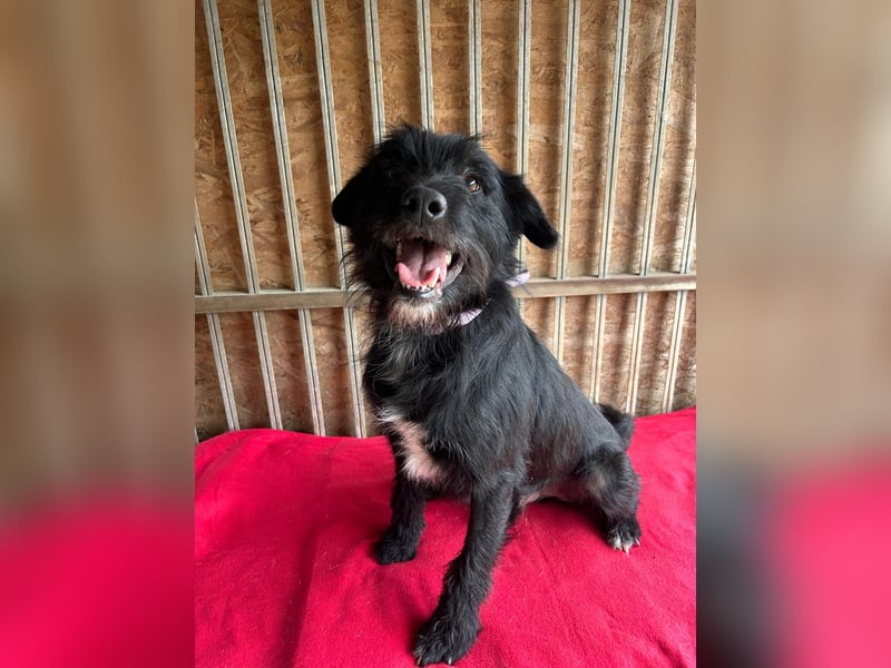 Bobby, Schnauzer-Mix, Rüde, geb. am 18.10.2023, ca. 45 cm