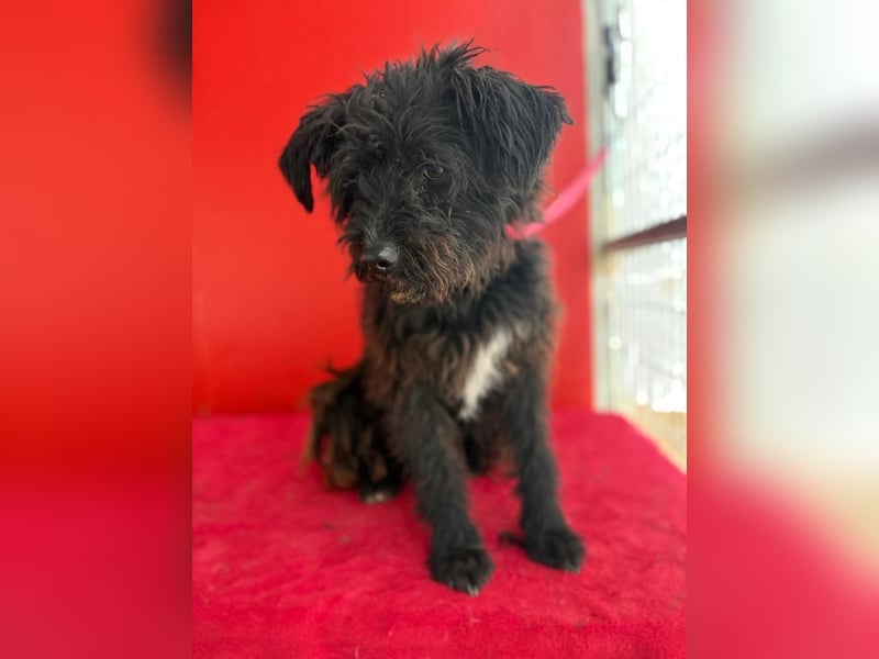 Willi, Schnauzer-Mix, Rüde, geb. am 18.01.2024, ca. 42 cm, 11 kg Willi, Schnauzer-Mix, Rüde, geb. am 18.01.2024, ca. 42 cm, 11 kg