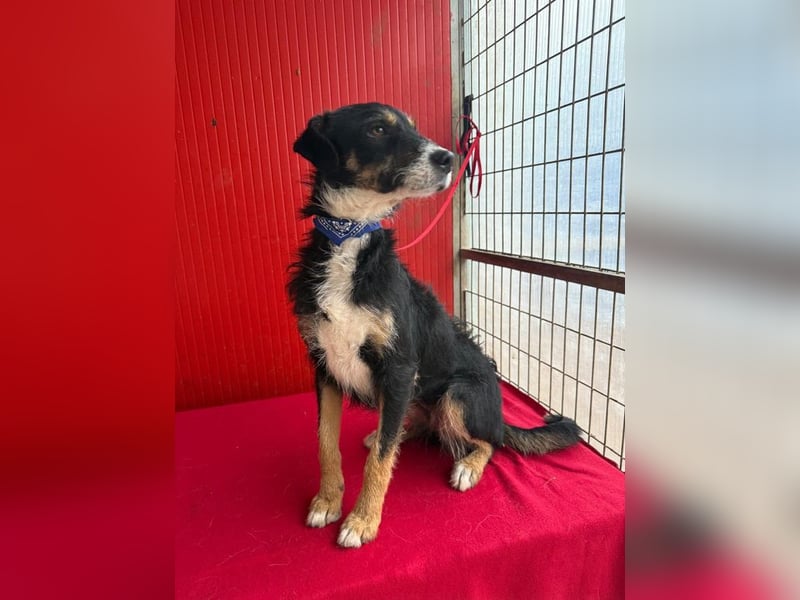 Milli, Schnauzer-Mix, Hündin, geb. am 16.10.2024, 43 cm, 14 kg